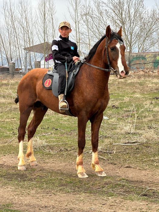 Продам срочно хорошего коня