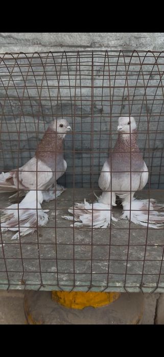 Голуби на гребле