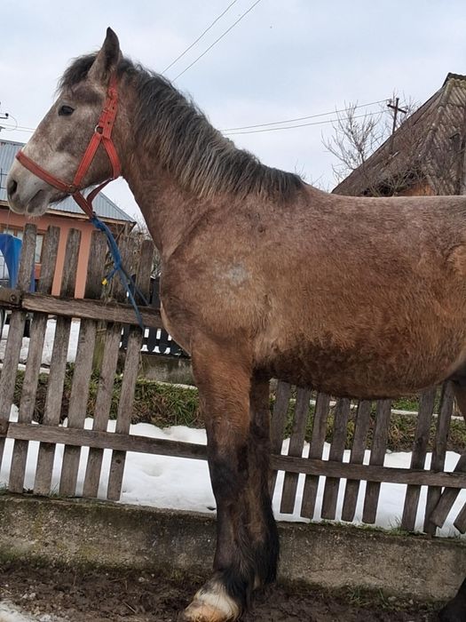 Vand manz de 2 ani harmasar