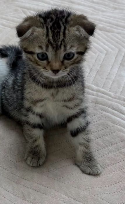 Котенок шотладский скотиш фолд с паспортом обработан