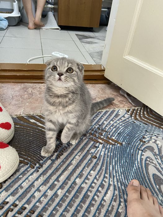 Кот отдам за шакаладку