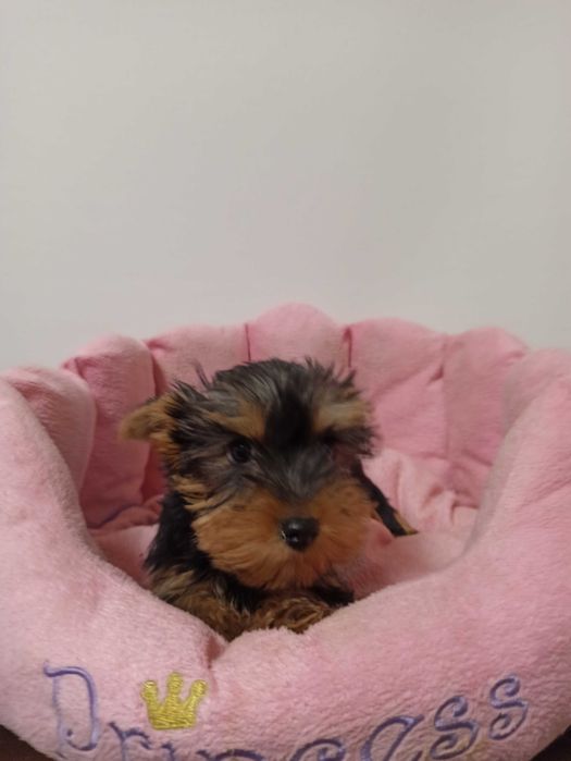 Fetita yorkshire Terrier