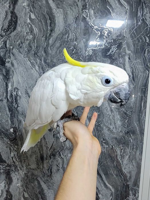 Какаду Тритон гибрид