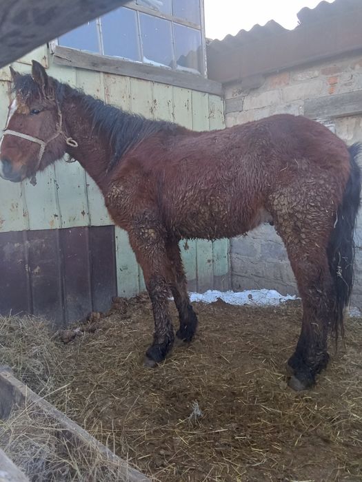 Лошадь , тай стоит на откорме. Цена договорная.