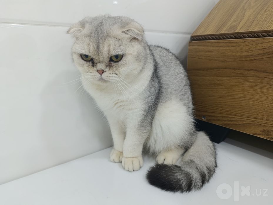 Продаю серебристую шиншиллу фолд