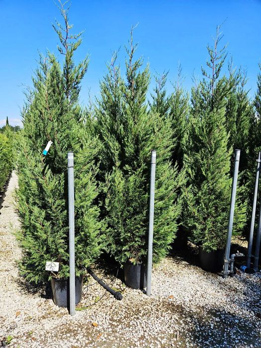 Cupressocyparis Leylandi Vesnic Verde pentru Intimitate