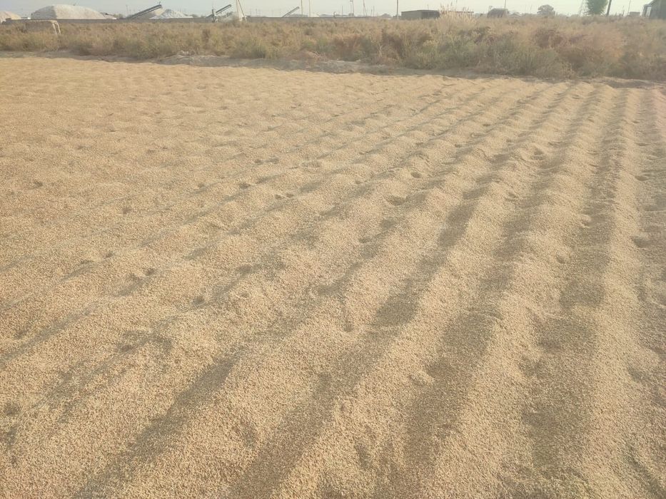 Салы, Лазер күріш сатылады