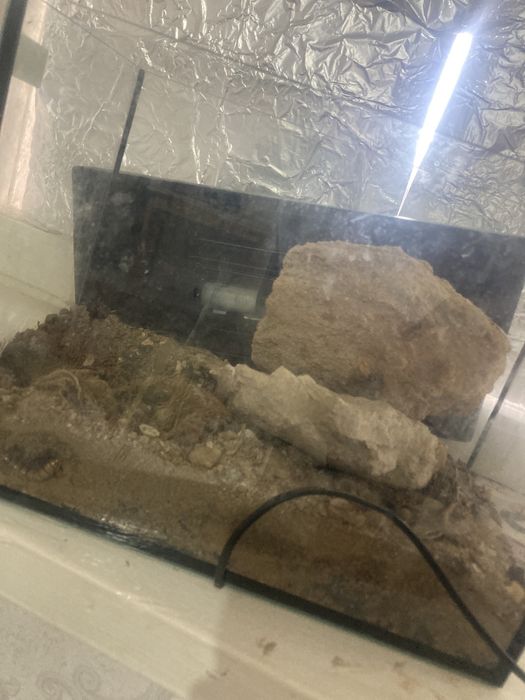 бразильский розовый птицеед