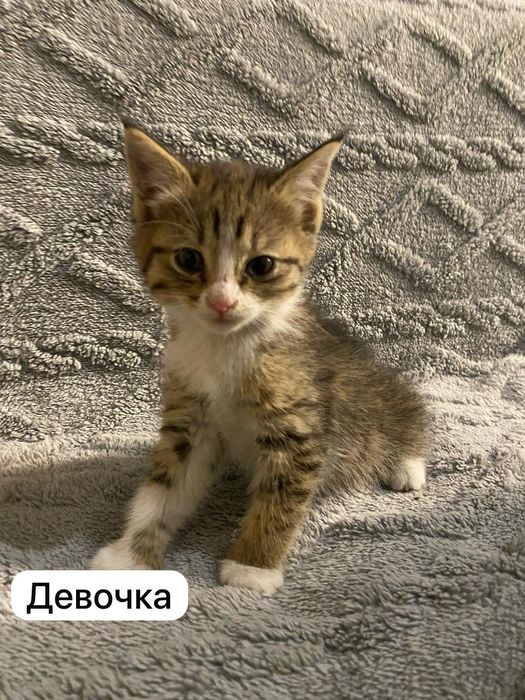 В добрые руки котики и кошечки