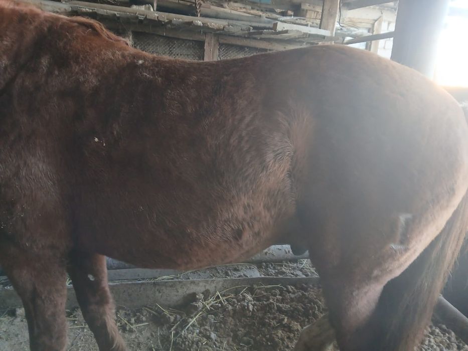 Продам лошадь (Айғыр)