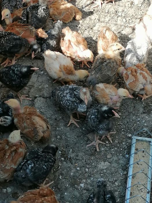 Puii de găină de vânzare