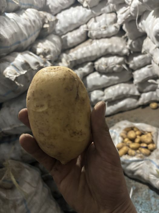 Картофель Гала обьем товарка