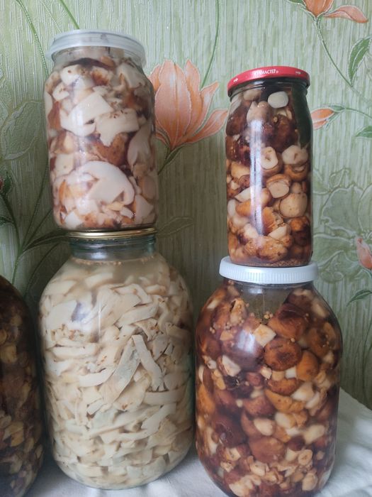 Грибы валуи и грузди