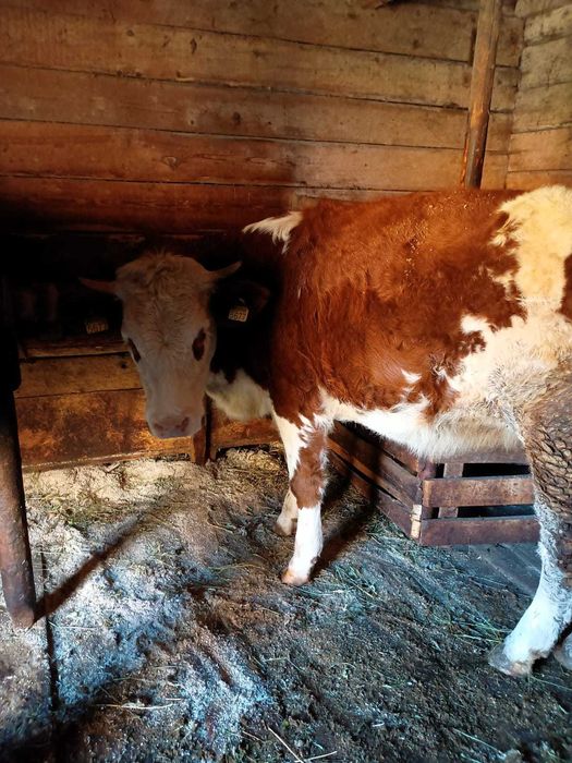 Vând junincă bălțată