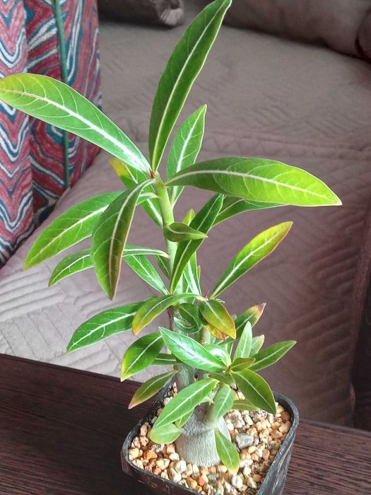 Сансевиерия,крассулы и др,