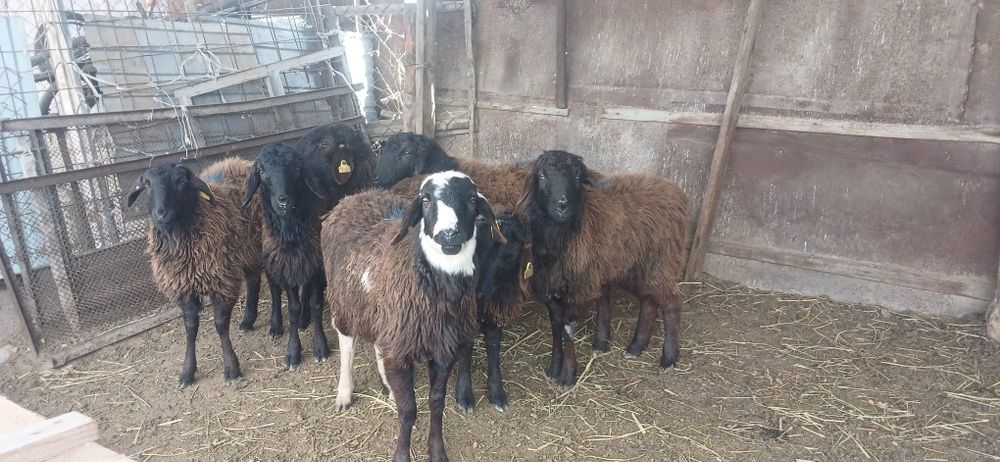 Ұрғашы тоқтылар сатылады