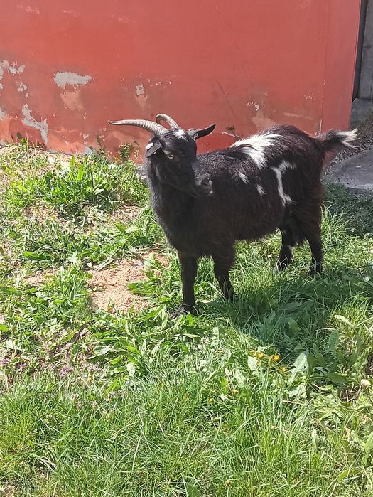 Vând o ieduța a fata