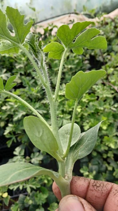 Разсад домат, краставици, зеле и др.