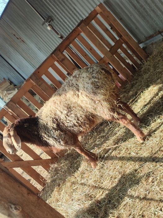 Қошқар сатылады