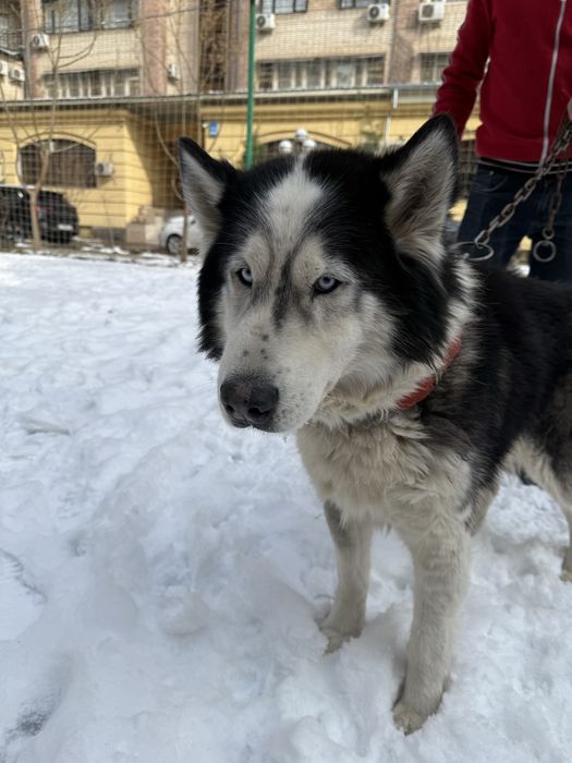 Хаски. Ищем  невесту