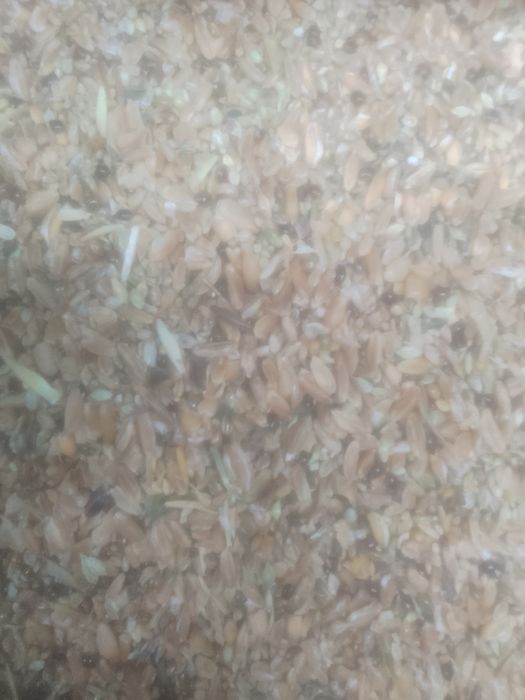 Зерноотходы Полова Отходы