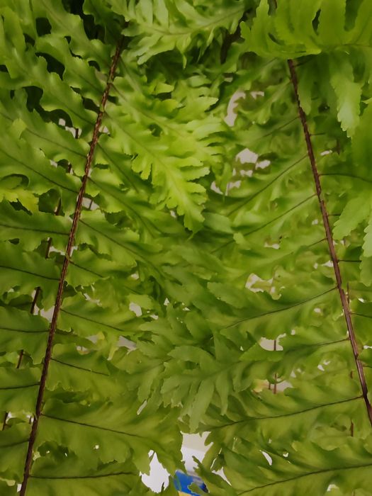 Стайна папрат, къдрева