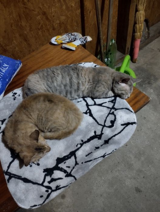 Отдам котят в добрые руки