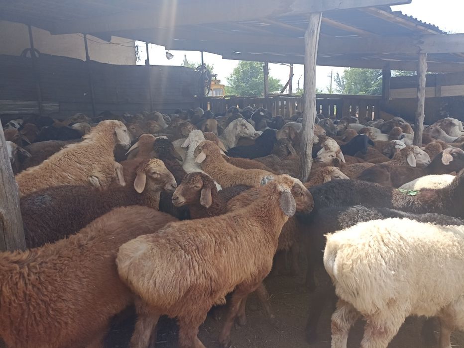 Кой кой кой бараны г.Алматы