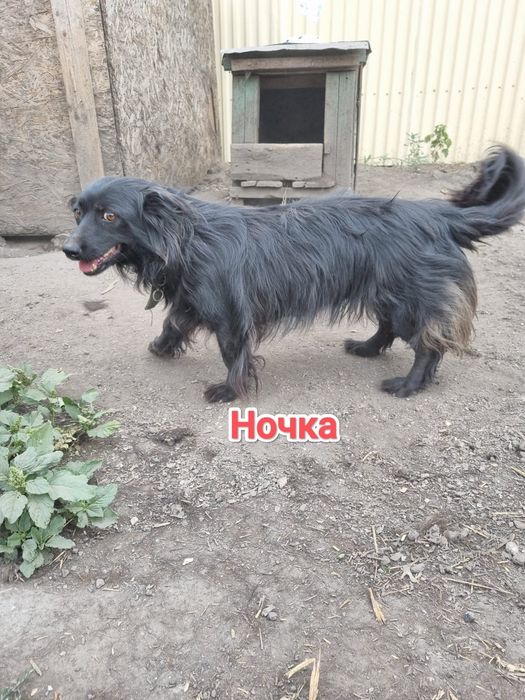 Дарю в добрые и ответственные руки