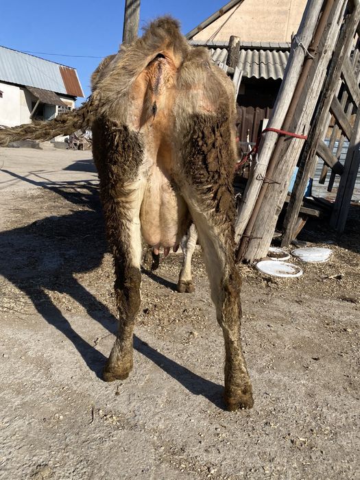 Продам корову с теленком