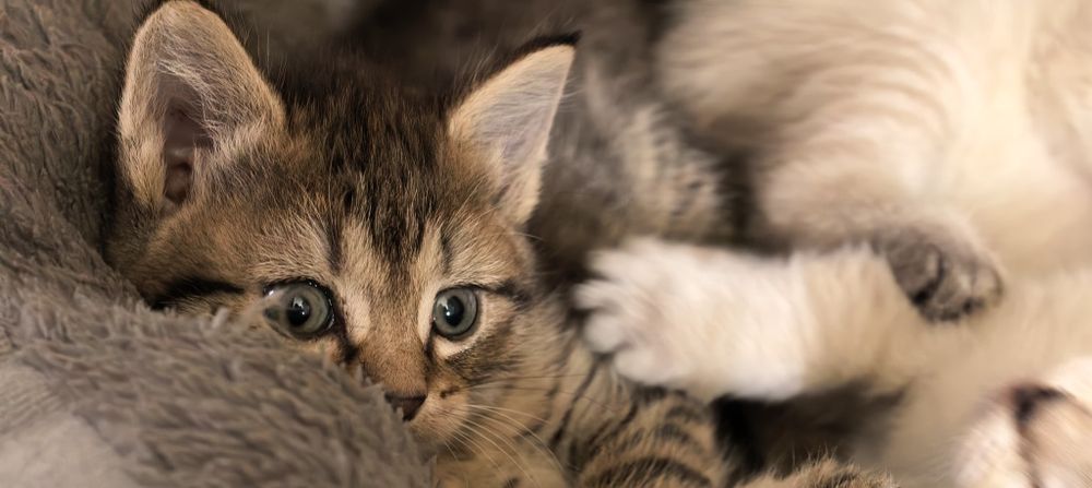Отдам в добрые руки котят