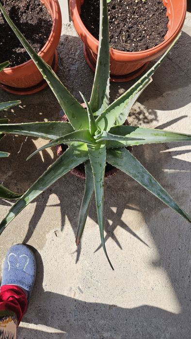 Цветы  для дома горшочках !!!