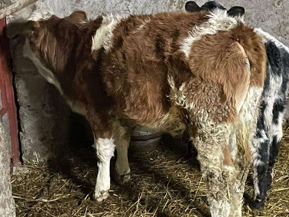 Se vinde 2 vitele de rasa