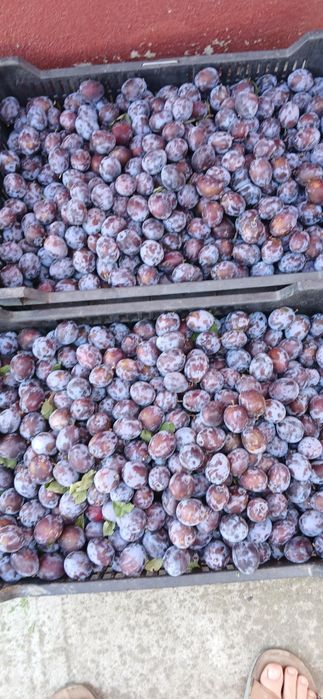 Vind   prune   pentru  consum  gem  compot