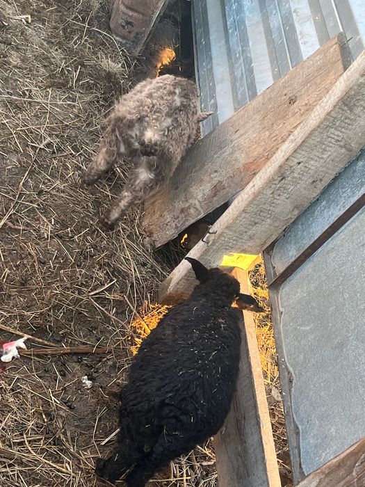 Козы ешкі лақ шыбыш