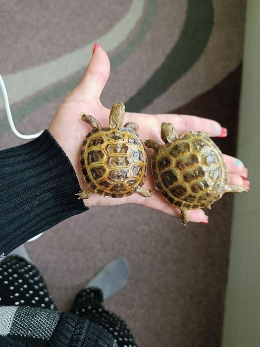 черепашки Тошбака