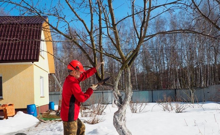 Обрезка Плодовых деревьев