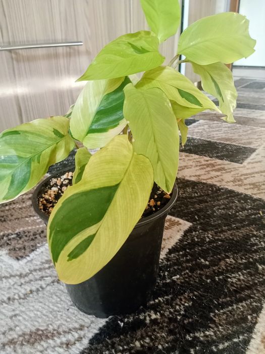 Продам комнатные цветы