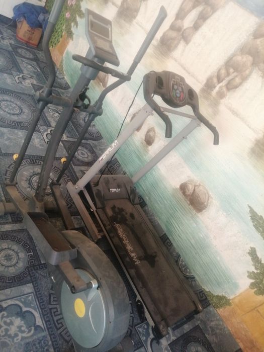 Trinajor, begavoy darojka 2tasi birda