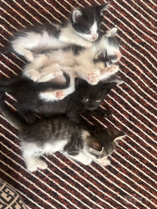 Котята 2 месяца