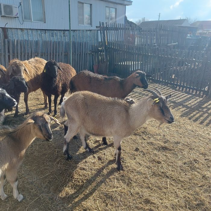 Сүтті буаз ешкі сатылады.