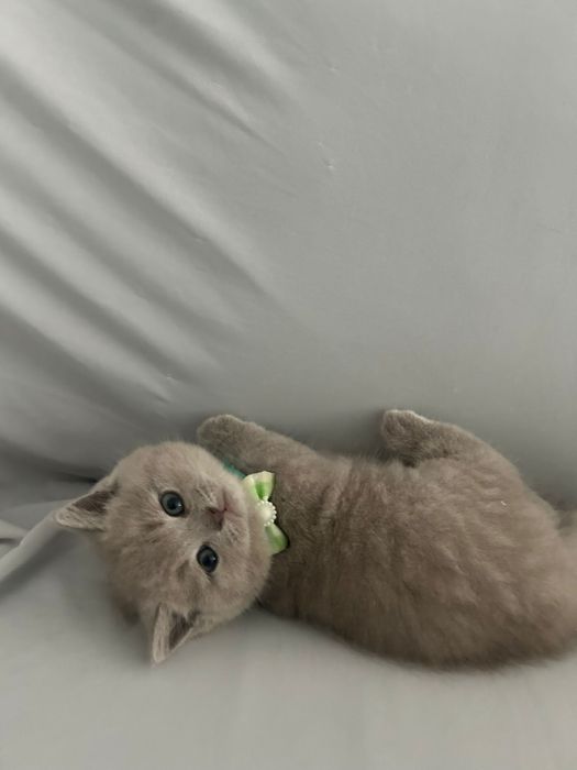 British shorthair