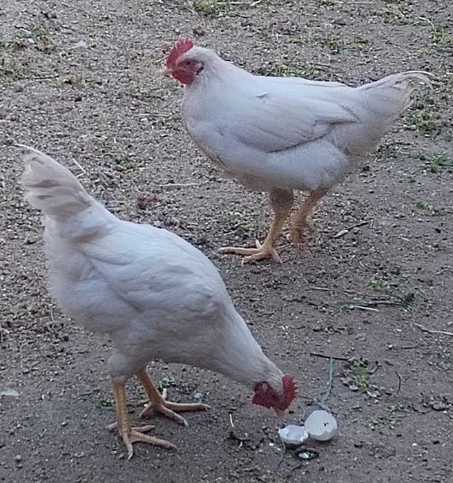 Продавам петлета на 4 месеца