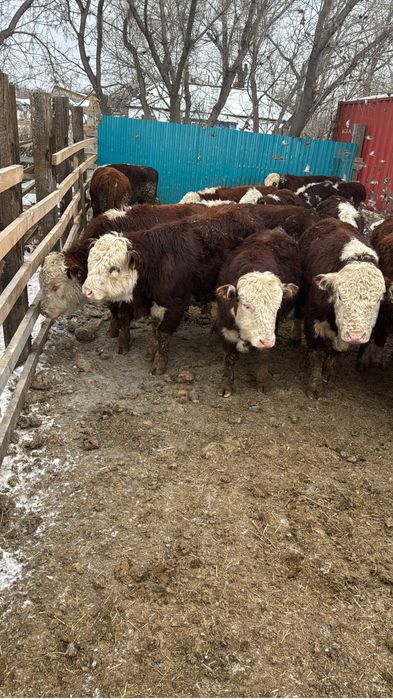 Продам быков 1.5 года