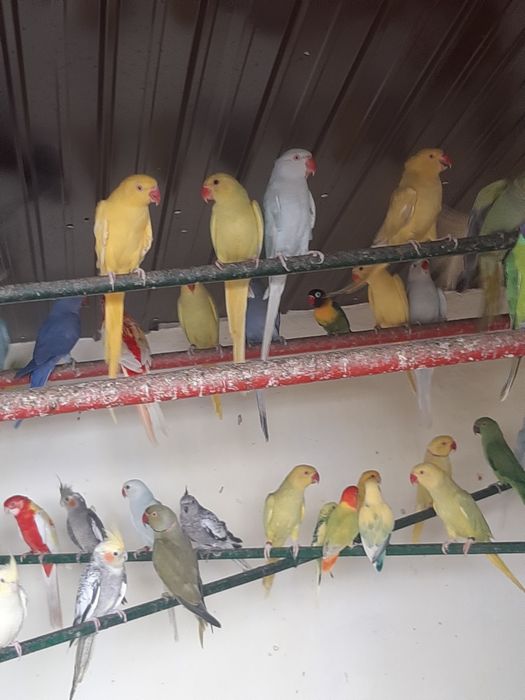 Papagali diferite specii
