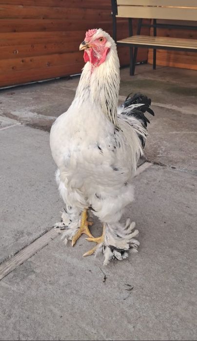 Продам петухов Брама