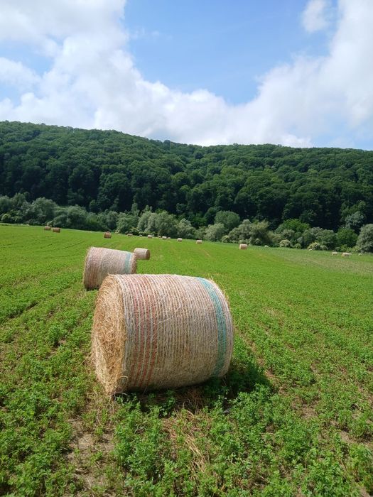 Baloți de lucernă