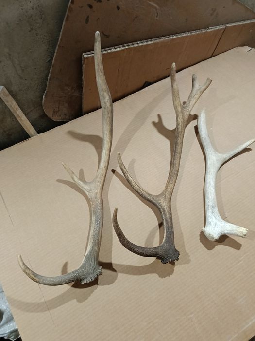 Големи рога от елен