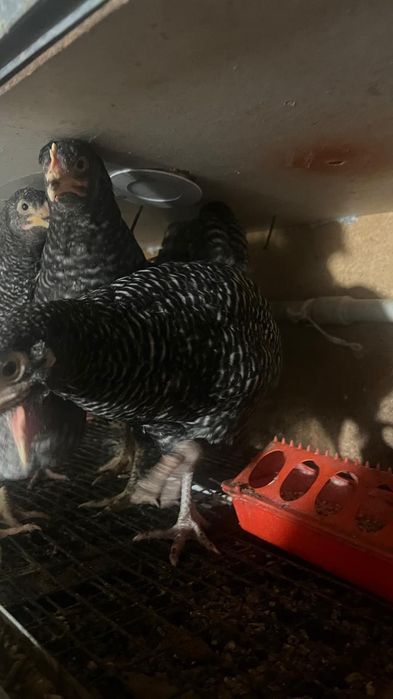 Шөже Цыплята продам