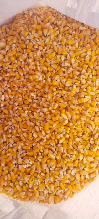 кукуруза 85тг в мешках и в россопь